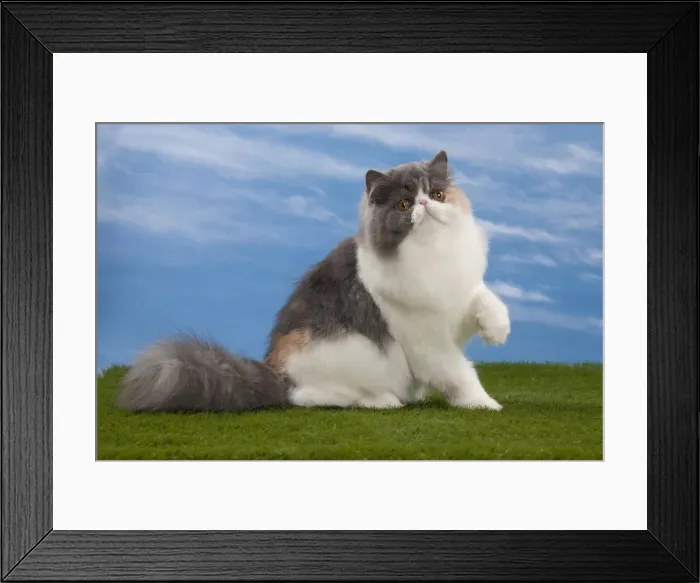 Framed Print : Picture No. 10897686 Framed Print : Picture No. 10897686