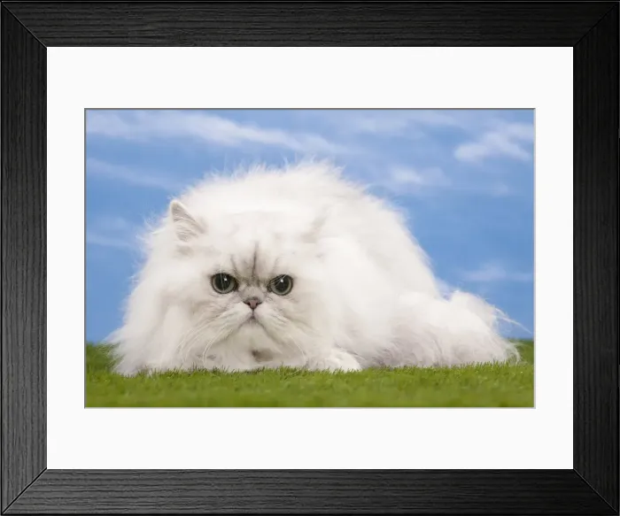 Framed Print : Picture No. 10897693 Framed Print : Picture No. 10897693