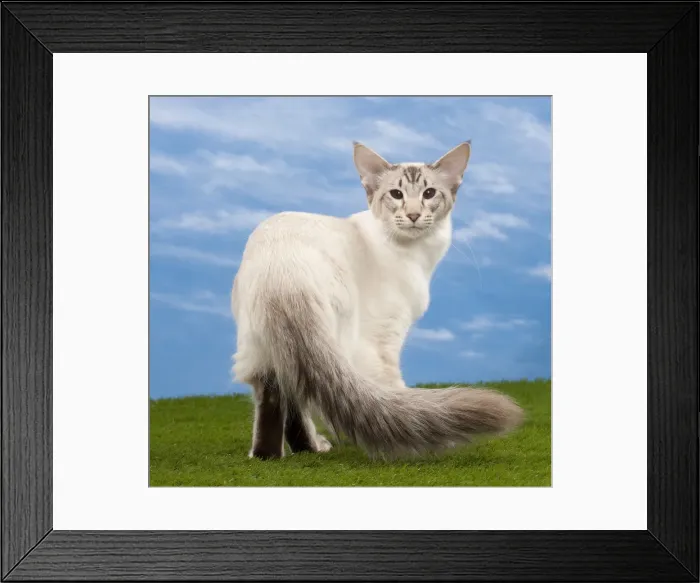 Framed Print : Picture No. 10897698 Framed Print : Picture No. 10897698