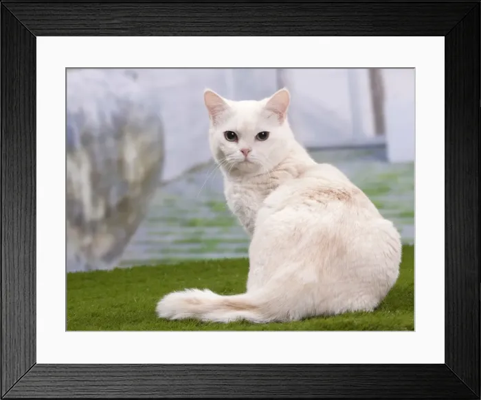 Framed Print : Picture No. 10897696 Framed Print : Picture No. 10897696