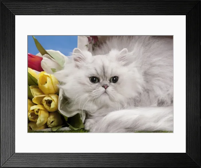 Framed Print : Picture No. 10897692 Framed Print : Picture No. 10897692