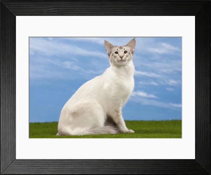 Framed Print : Picture No. 10897699 Framed Print : Picture No. 10897699