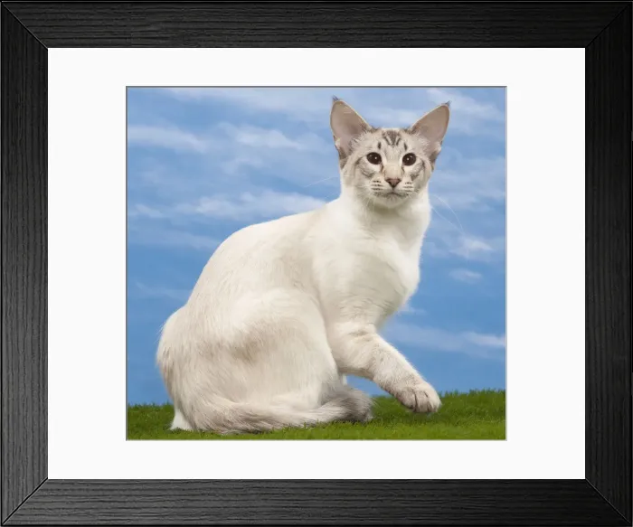 Framed Print : Picture No. 10897697