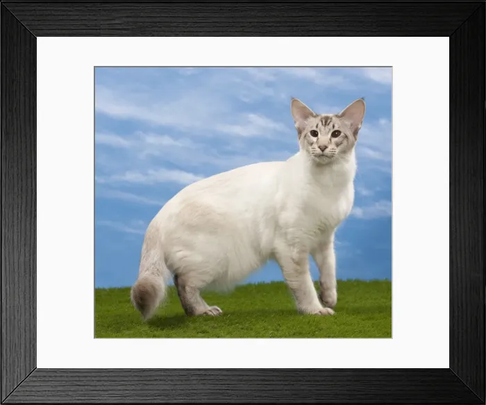 Framed Print : Picture No. 10897700 Framed Print : Picture No. 10897700