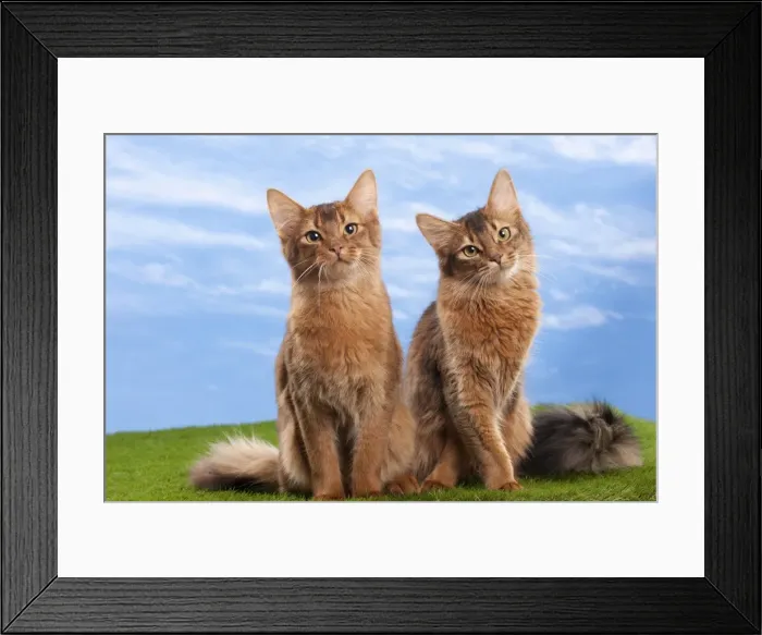Framed Print : Picture No. 10897701 Framed Print : Picture No. 10897701