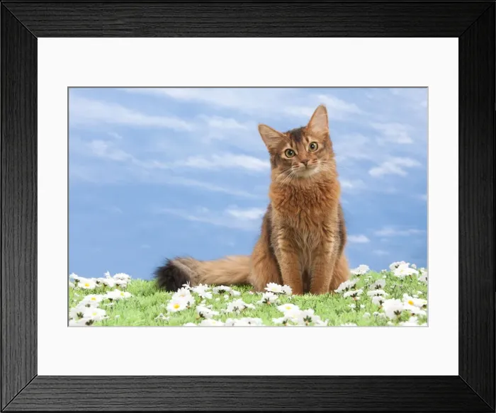 Framed Print : Picture No. 10897703 Framed Print : Picture No. 10897703