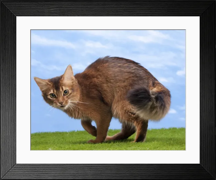 Framed Print : Picture No. 10897706 Framed Print : Picture No. 10897706