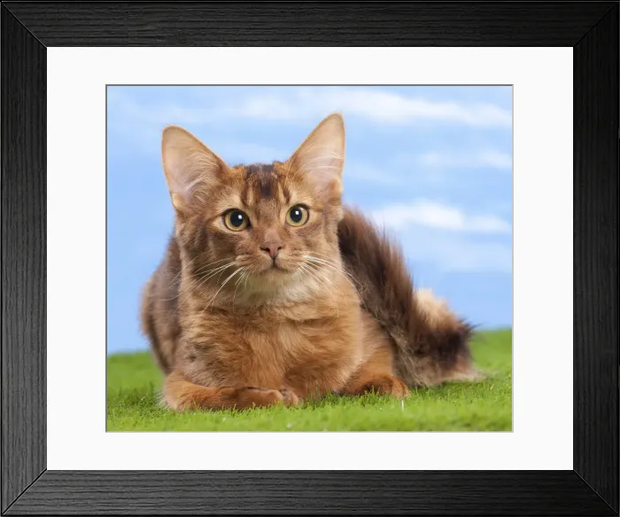 Framed Print : Picture No. 10897710