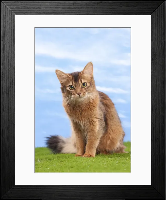 Framed Print : Picture No. 10897708 Framed Print : Picture No. 10897708