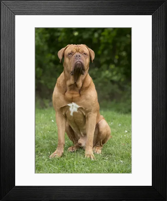 Framed Print : Picture No. 10897713 Framed Print : Picture No. 10897713