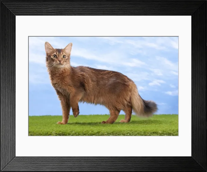 Framed Print : Picture No. 10897709 Framed Print : Picture No. 10897709