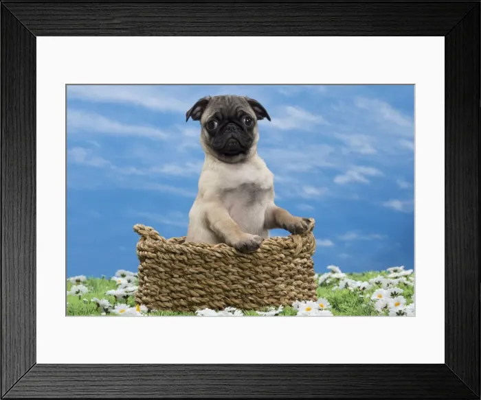 Framed Print : Picture No. 10897722 Framed Print : Picture No. 10897722
