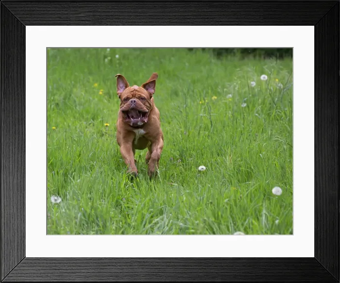 Framed Print : Picture No. 10897720