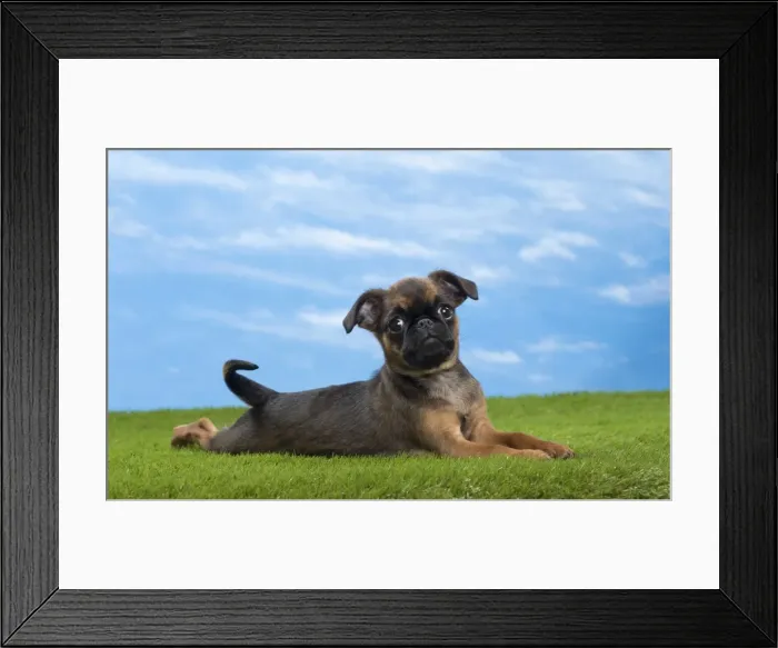 Framed Print : Picture No. 10897725 Framed Print : Picture No. 10897725