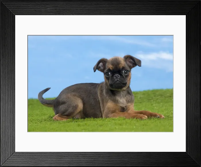Framed Print : Picture No. 10897727 Framed Print : Picture No. 10897727