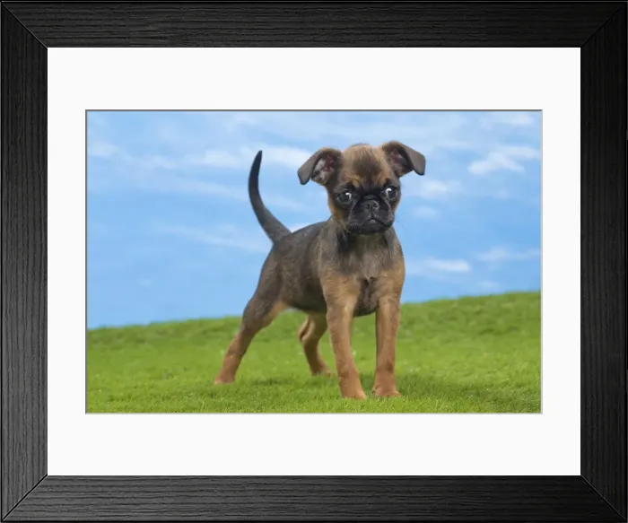 Framed Print : Picture No. 10897726