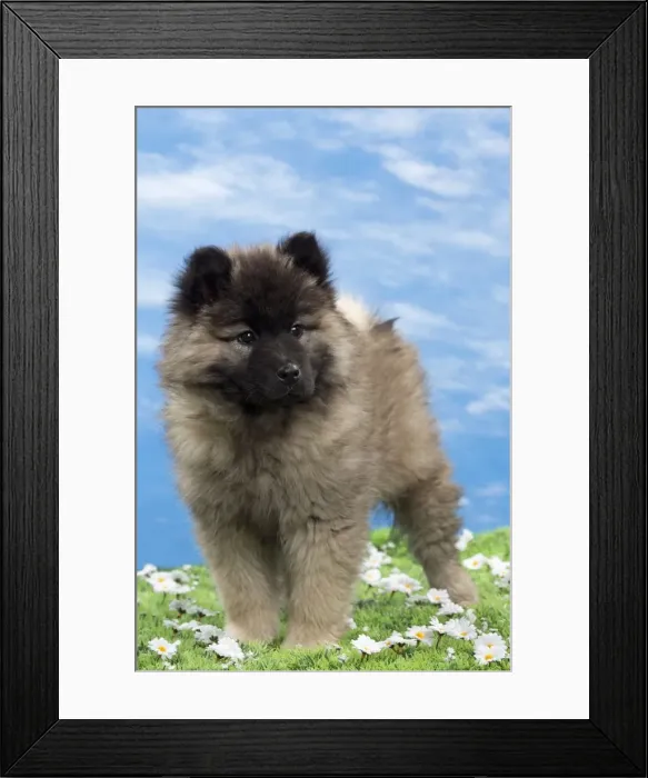 Framed Print : Picture No. 10897731 Framed Print : Picture No. 10897731