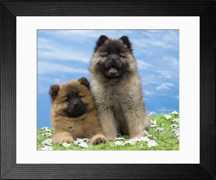 Framed Print : Picture No. 10897729 Framed Print : Picture No. 10897729