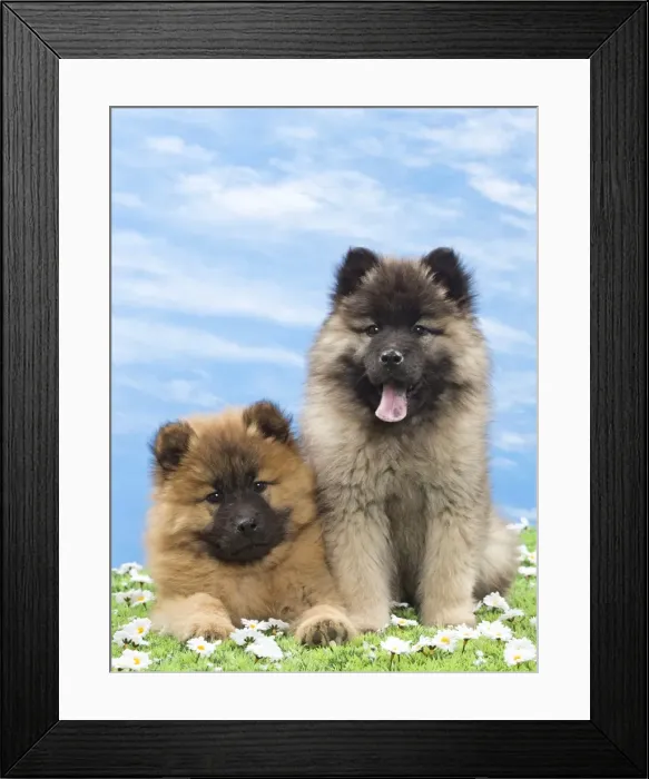 Framed Print : Picture No. 10897728 Framed Print : Picture No. 10897728