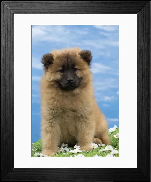 Framed Print : Picture No. 10897733 Framed Print : Picture No. 10897733