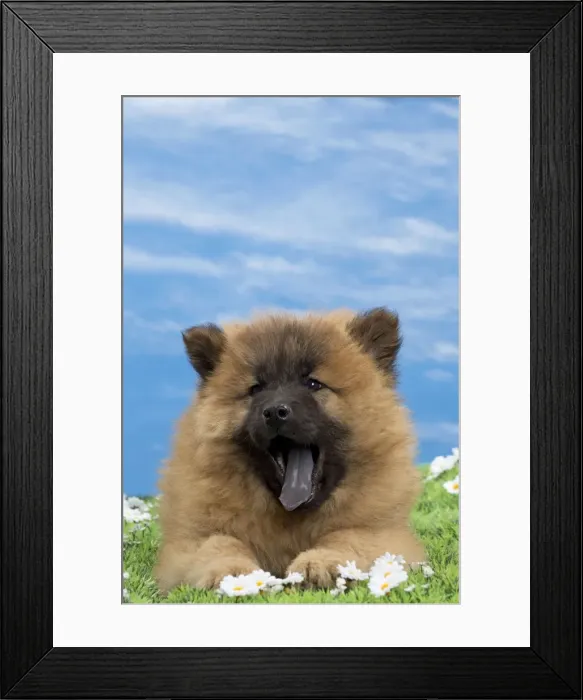 Framed Print : Picture No. 10897736 Framed Print : Picture No. 10897736