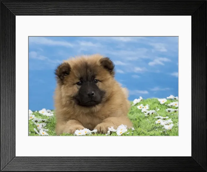Framed Print : Picture No. 10897738 Framed Print : Picture No. 10897738