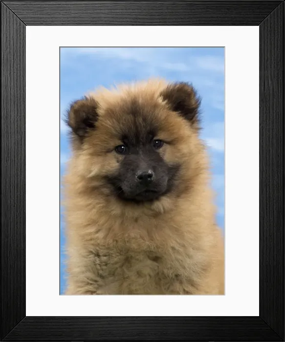 Framed Print : Picture No. 10897732 Framed Print : Picture No. 10897732