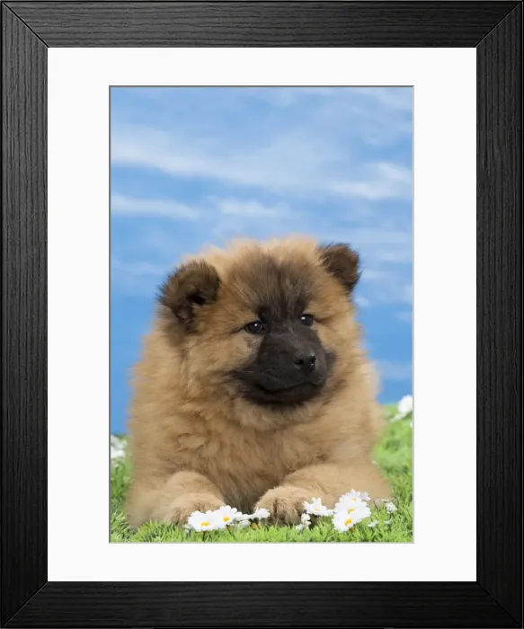 Framed Print : Picture No. 10897737 Framed Print : Picture No. 10897737