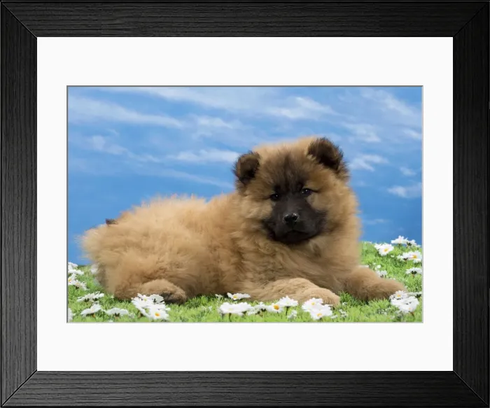 Framed Print : Picture No. 10897734 Framed Print : Picture No. 10897734