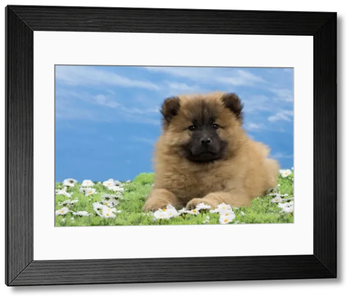 Framed Print : Picture No. 10897735 Framed Print : Picture No. 10897735