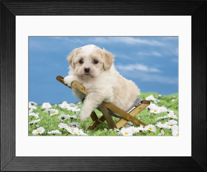 Framed Print : Picture No. 10897743