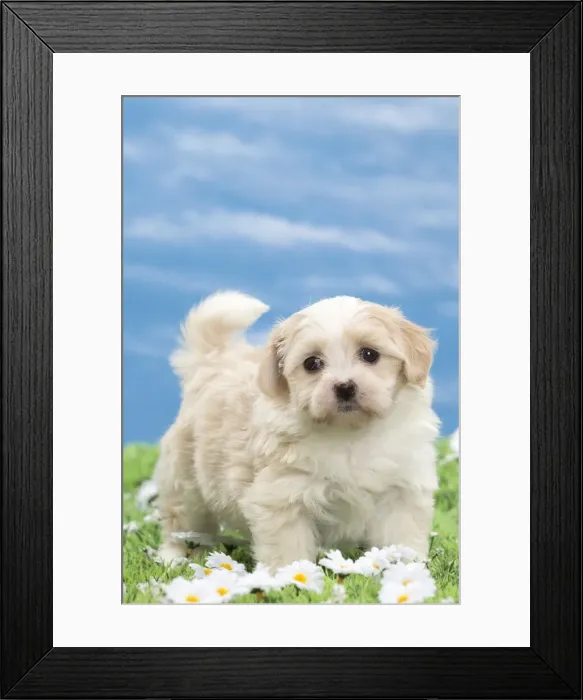 Framed Print : Picture No. 10897739 Framed Print : Picture No. 10897739