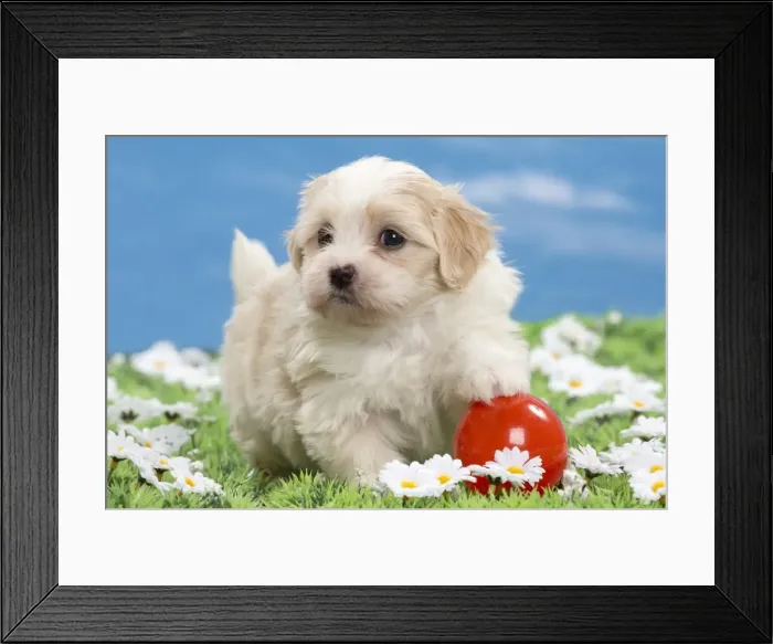 Framed Print : Picture No. 10897742 Framed Print : Picture No. 10897742