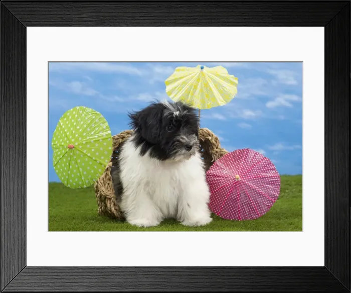 Framed Print : Picture No. 10897749 Framed Print : Picture No. 10897749
