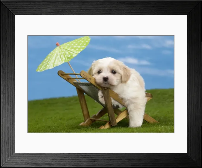 Framed Print : Picture No. 10897746