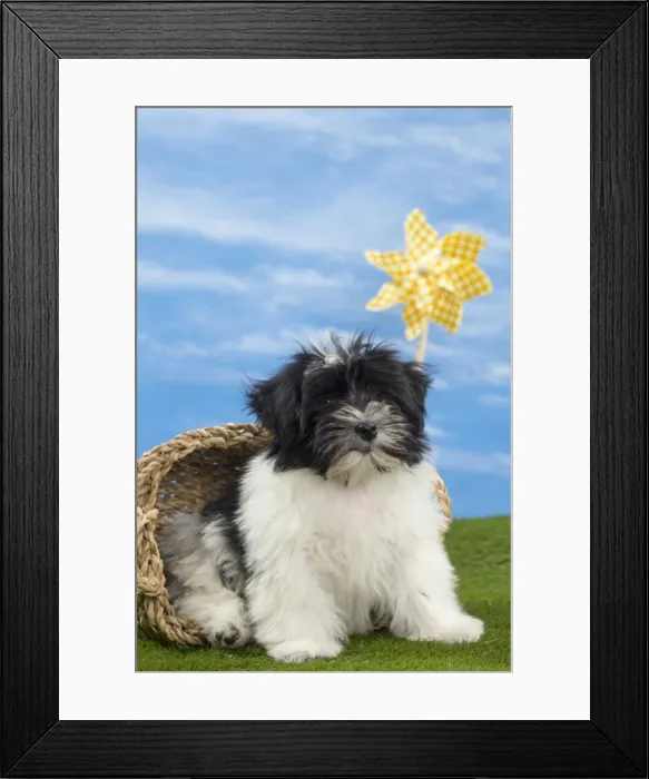 Framed Print : Picture No. 10897750