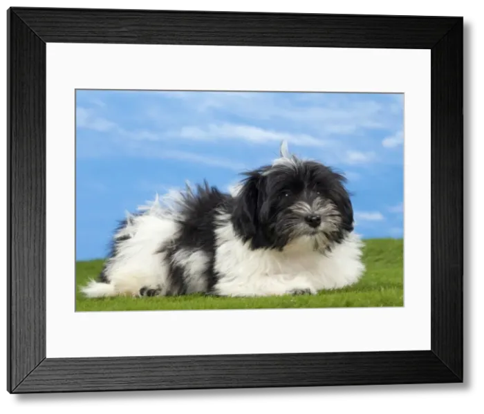 Framed Print : Picture No. 10897754