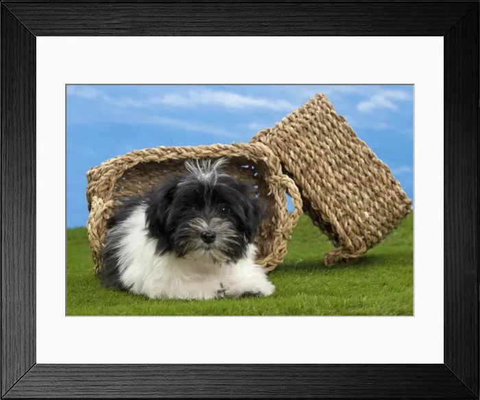 Framed Print : Picture No. 10897751 Framed Print : Picture No. 10897751