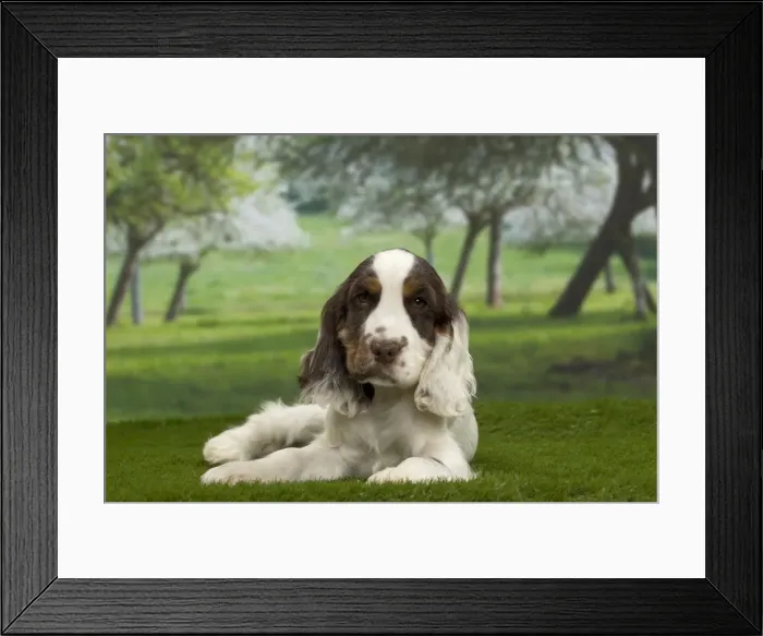 Framed Print : Picture No. 10897756