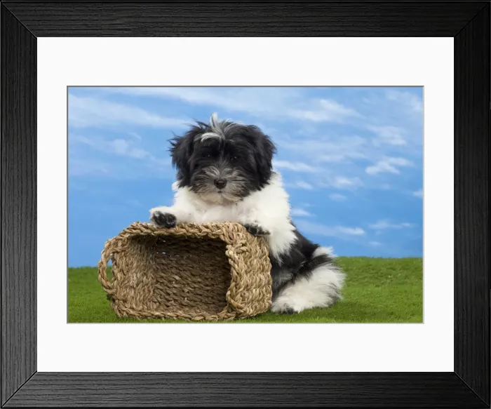 Framed Print : Picture No. 10897753 Framed Print : Picture No. 10897753