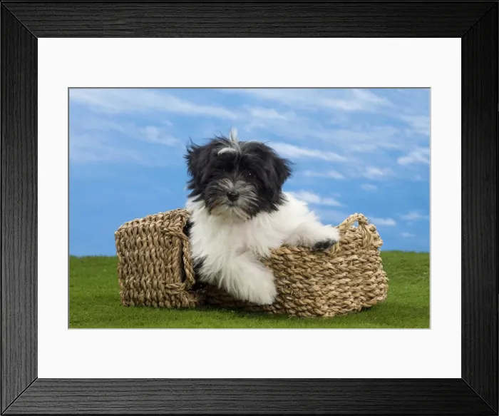 Framed Print : Picture No. 10897752 Framed Print : Picture No. 10897752