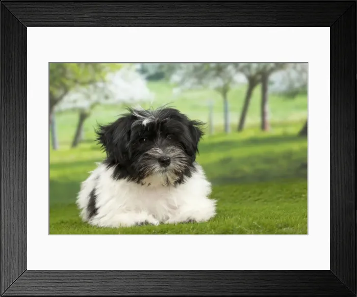 Framed Print : Picture No. 10897755 Framed Print : Picture No. 10897755