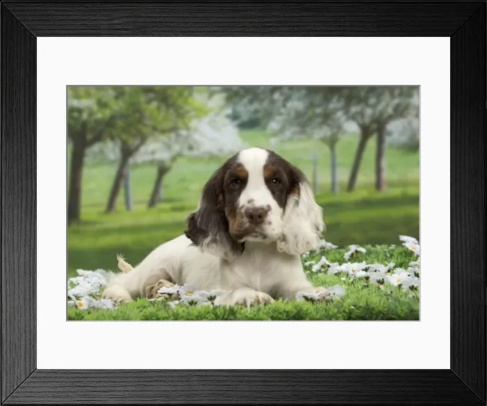 Framed Print : Picture No. 10897760