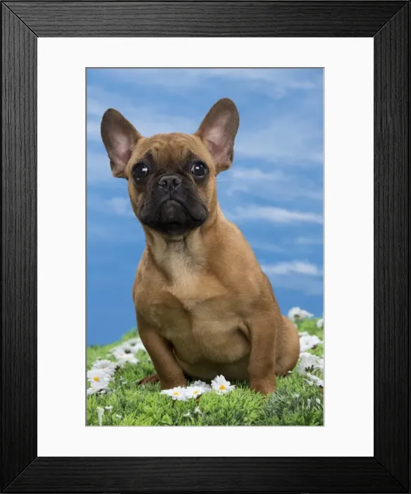 Framed Print : Picture No. 10897768 Framed Print : Picture No. 10897768