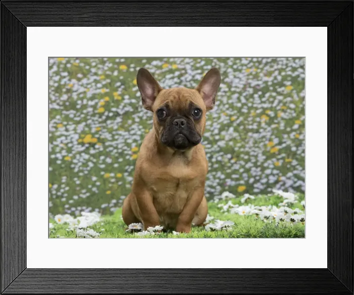 Framed Print : Picture No. 10897767 Framed Print : Picture No. 10897767
