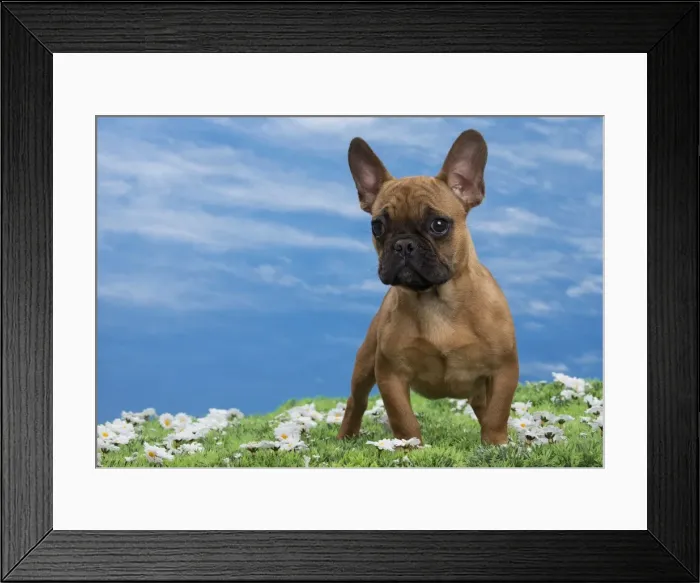 Framed Print : Picture No. 10897770 Framed Print : Picture No. 10897770