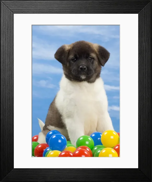 Framed Print : Picture No. 10897772 Framed Print : Picture No. 10897772