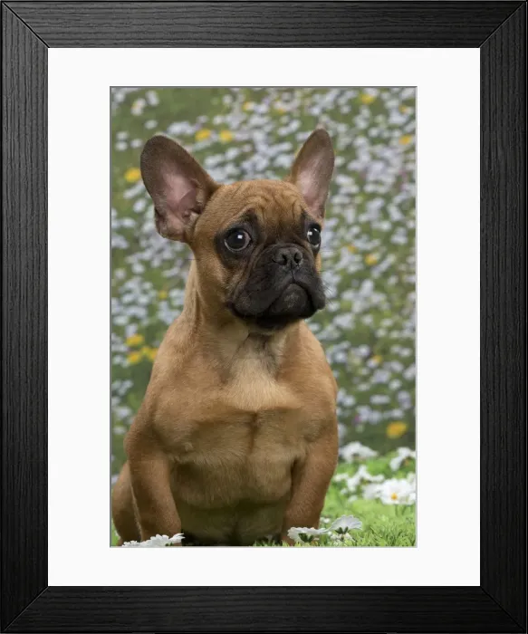 Framed Print : Picture No. 10897766 Framed Print : Picture No. 10897766
