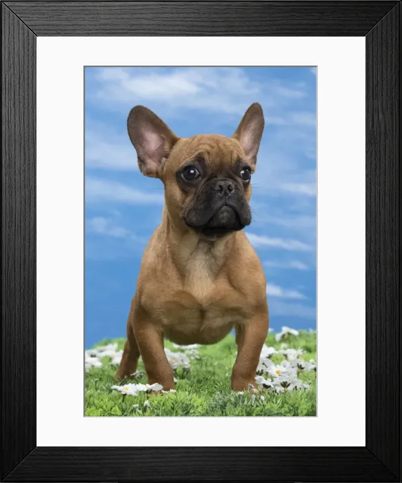 Framed Print : Picture No. 10897769