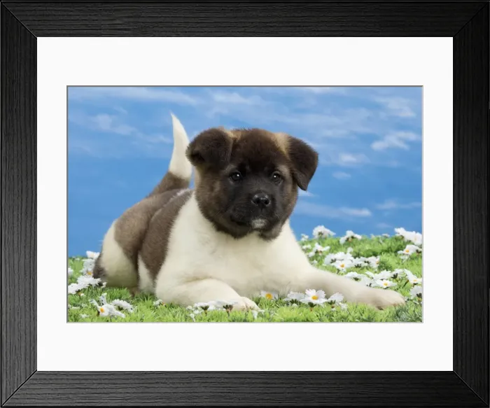 Framed Print : Picture No. 10897774 Framed Print : Picture No. 10897774
